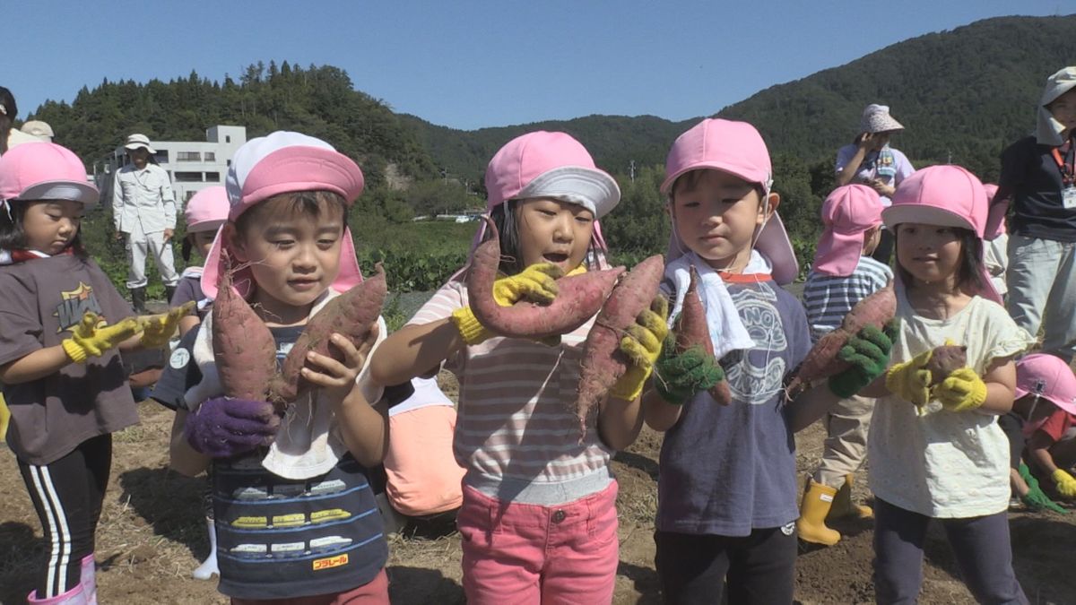 秋晴れの福井市で園児がサツマイモを収穫 大きさとつるの長さにも驚き