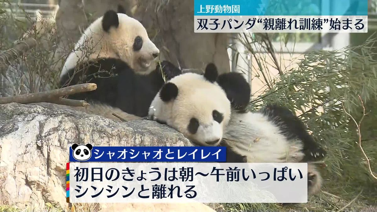 上野動物園の双子パンダ“親離れ訓練”始まる