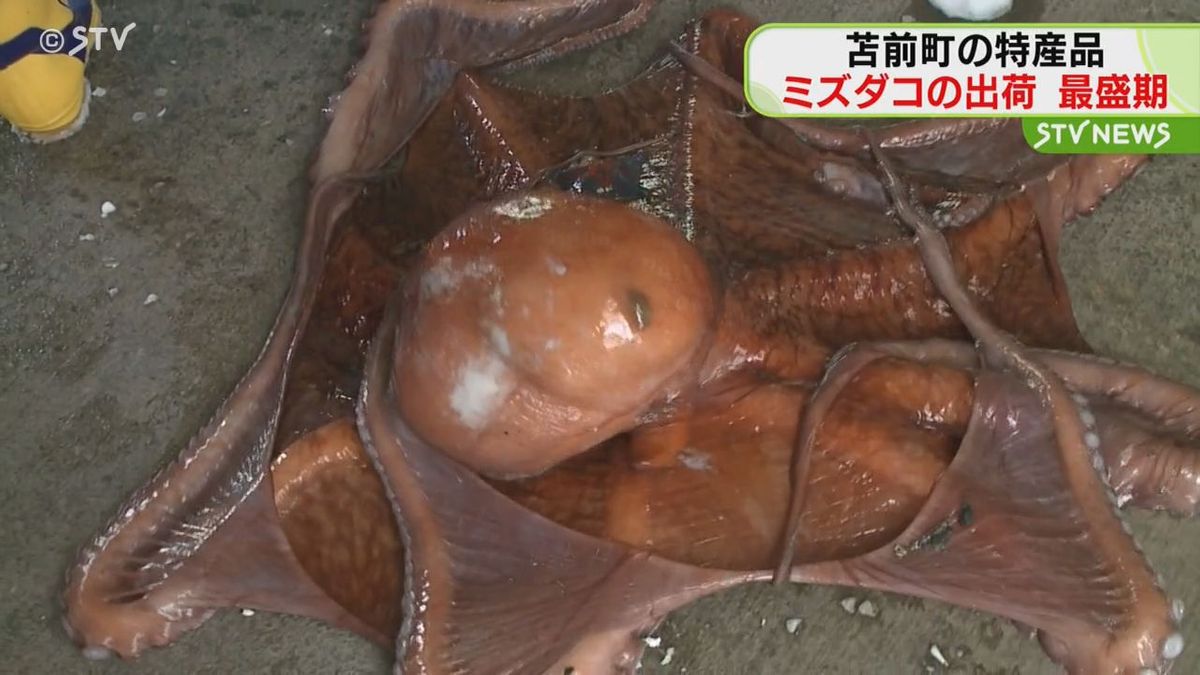 正月用のミズダコ出荷ピーク　重さ２０キロ超も…　北海道苫前町