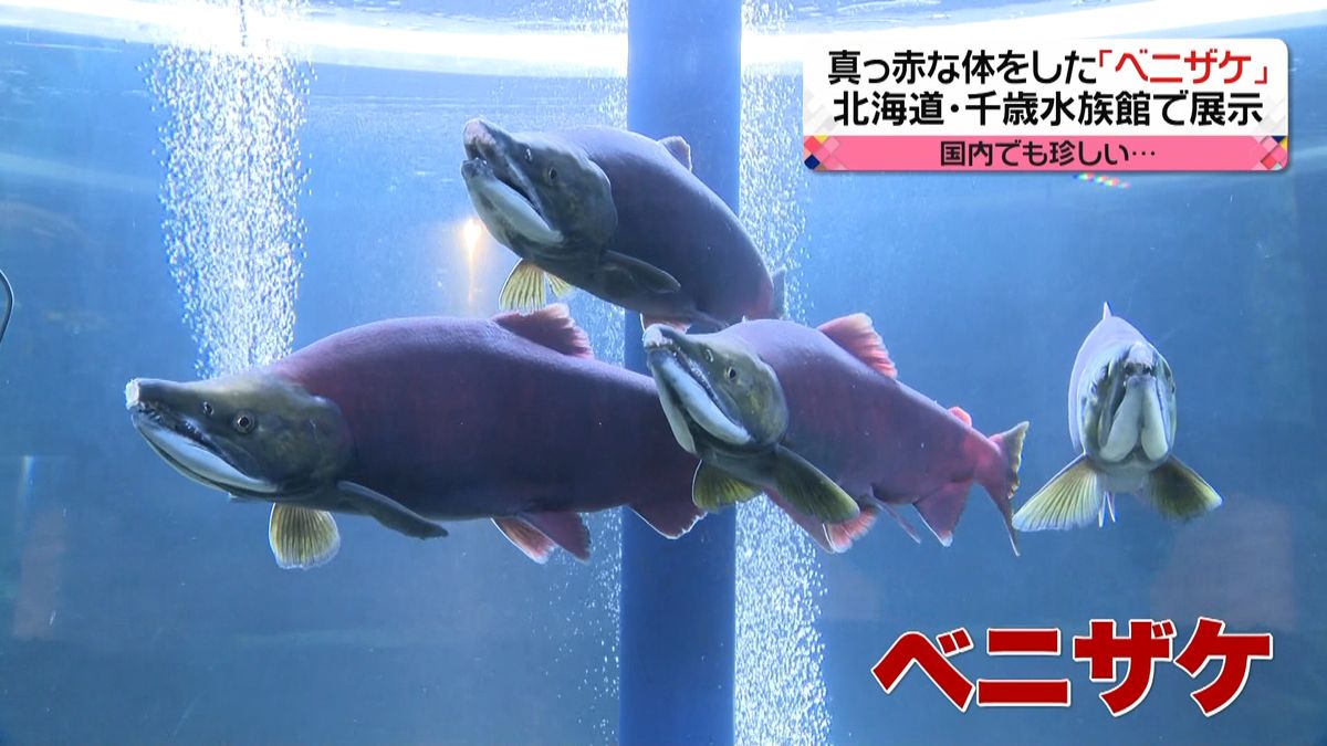 真っ赤に染まったベニザケ展示　千歳水族館