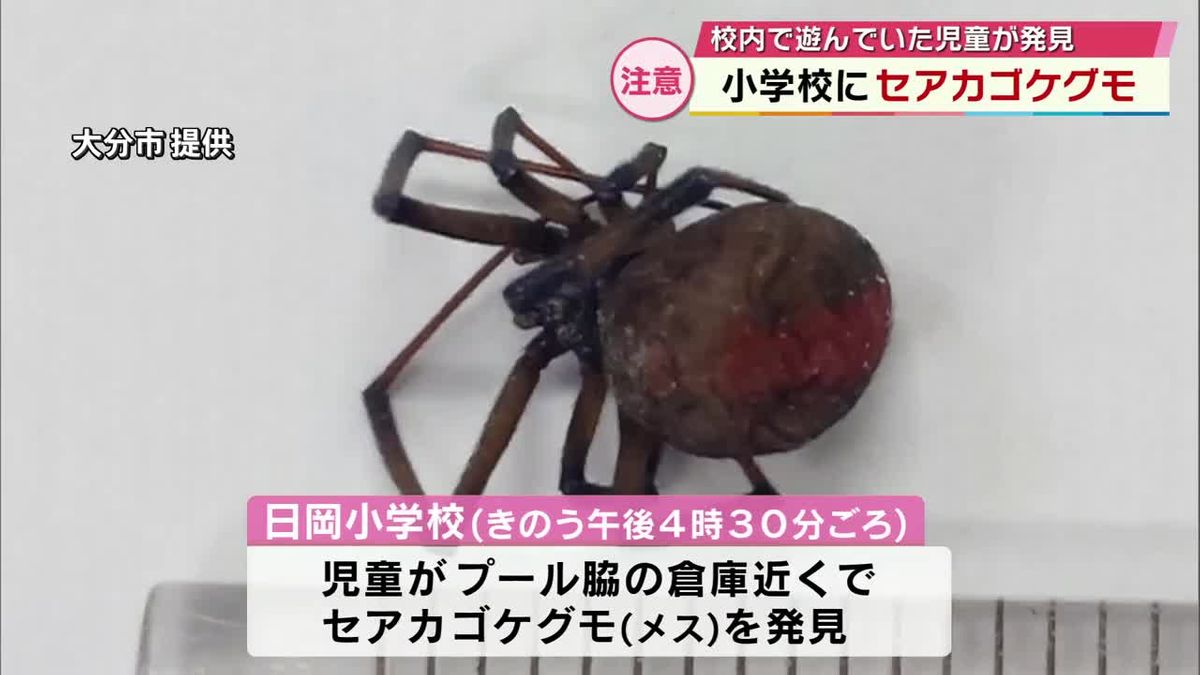 毒持つセアカゴケグモのメス　小学校で児童が見つける　大分