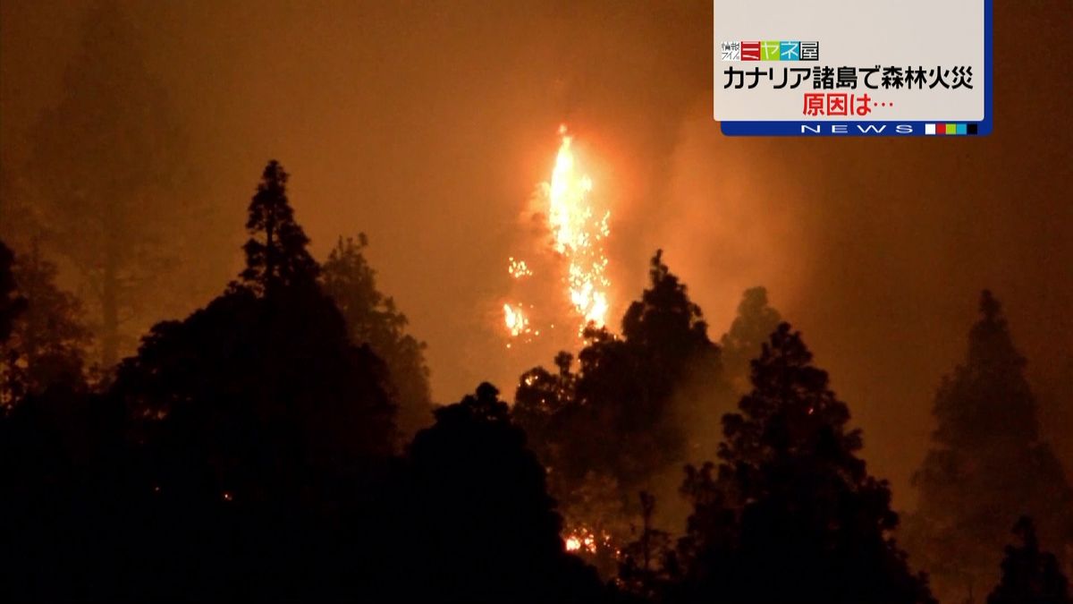 ７００人が避難、大規模森林火災の原因は…