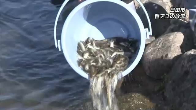 ことし初の稚アユの放流　約25万匹が川に　アユ釣り解禁は5月20日　日田市・大分