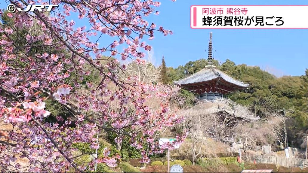 一斉に開花して珍しい満開の蜂須賀桜が見られる　四国霊場8番札所・熊谷寺で蜂須賀桜が見ごろ【徳島】