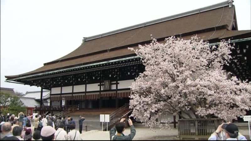 桜は満開です…京都御所の一般公開始まる