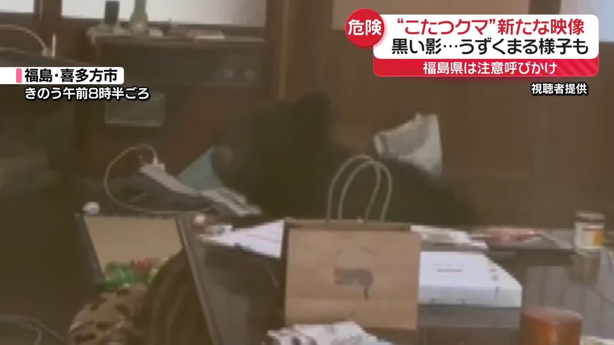 “こたつクマ”新たな映像　黒い影…うずくまる様子も