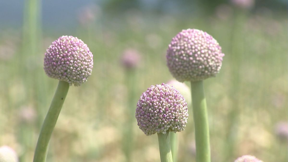 ボール状に花を付ける「アリウムギガンチウム」出荷始まる　生け花やアレンジメントにも　大分