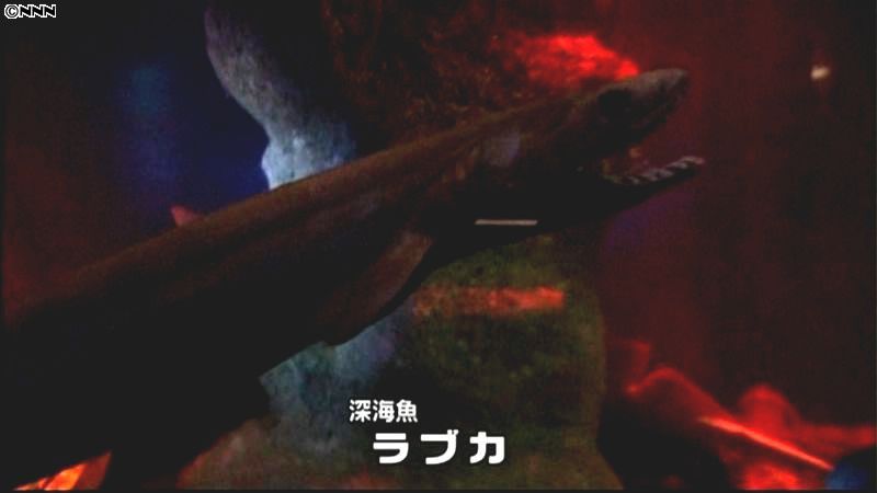 深海魚「ラブカ」捕獲、水族館で公開　静岡