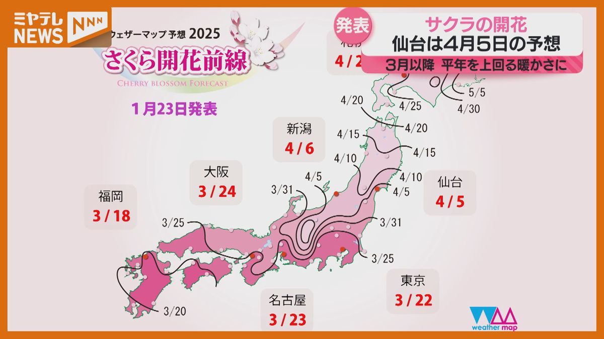 仙台のサクラ、開花予想は4月5日！全国的に平年より早い見込み〈1月23日時点〉