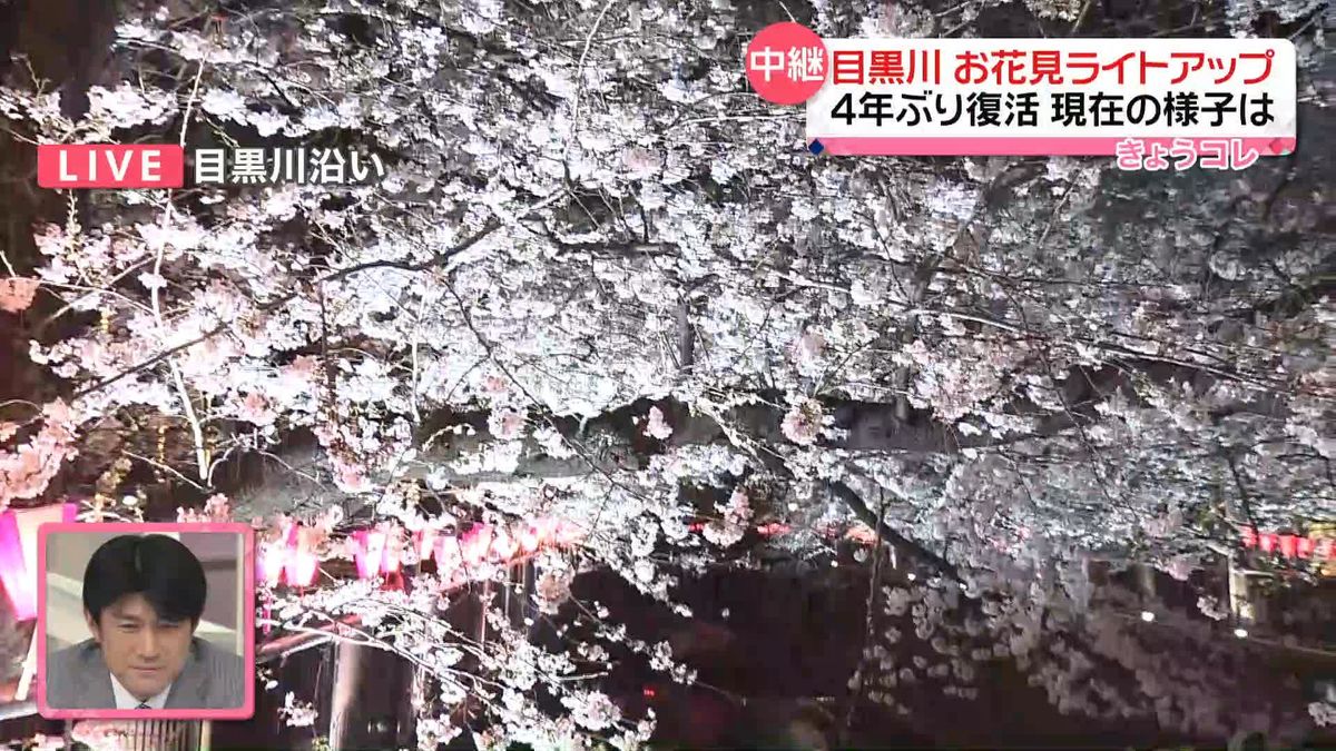 ぼんぼりに明かりともる「また夜桜を見られてうれしい」　都内の名所・上野公園、目黒川沿いの様子は？