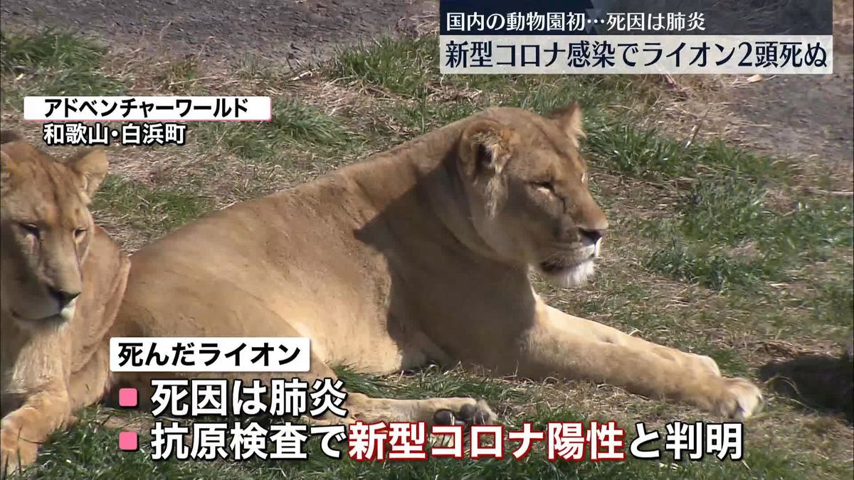 和歌山「アドベンチャーワールド」新型コロナ感染のライオン2頭が死ぬ　飼育スタッフから感染か