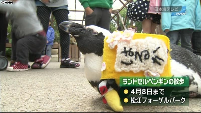 まるで新入生…ランドセル姿のペンギン人気