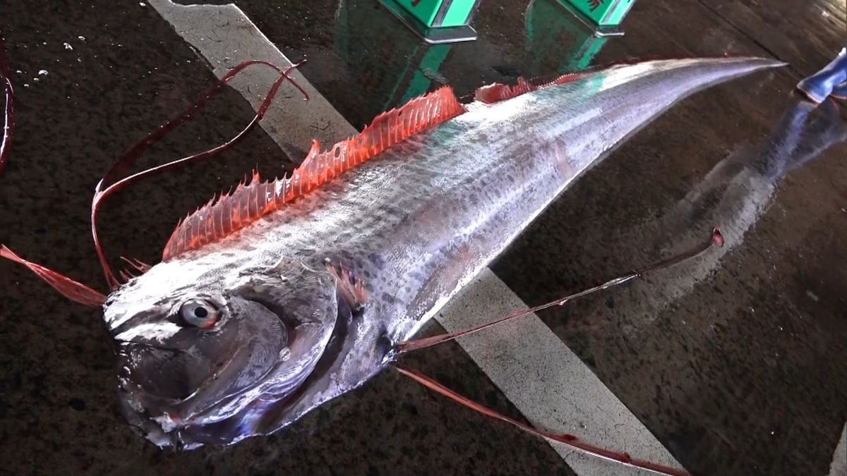 幻の深海魚　リュウグウノツカイ捕獲