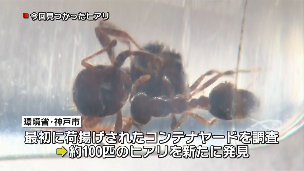 強毒「ヒアリ」神戸市でも発見　約１００匹