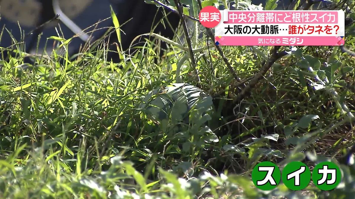 大阪・御堂筋の中央分離帯に…“ど根性スイカ”出現　誰かがタネまいた？　鳥のフンから？