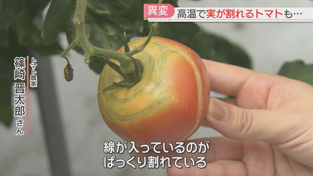 暑さでトマトにひび割れ