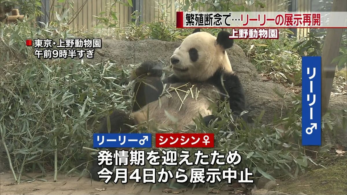 ジャイアントパンダの展示再開　上野動物園