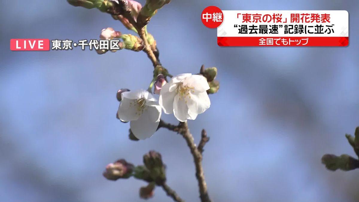全国でトップ　東京“最も早い開花”なぜ？　靖国神社から中継