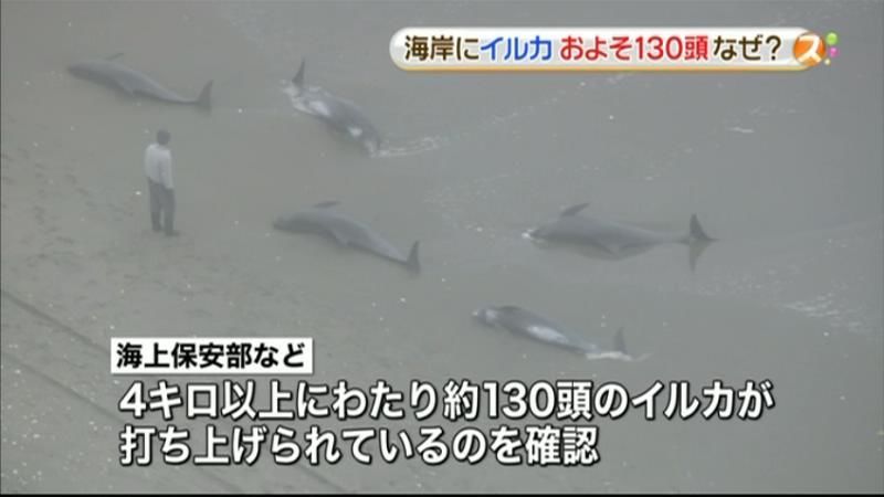 イルカ約１３０頭打ち上げられる　鉾田市