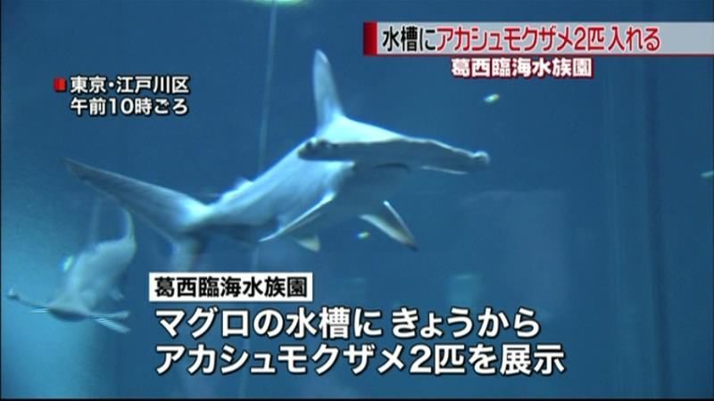 葛西臨海水族園のマグロ水槽にサメ投入