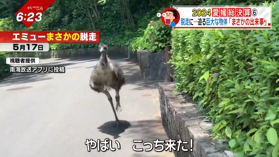 【2024総決算】動物園でのエミュー脱走に…愛南町で遭遇した巨大物体「まさかの出来事」