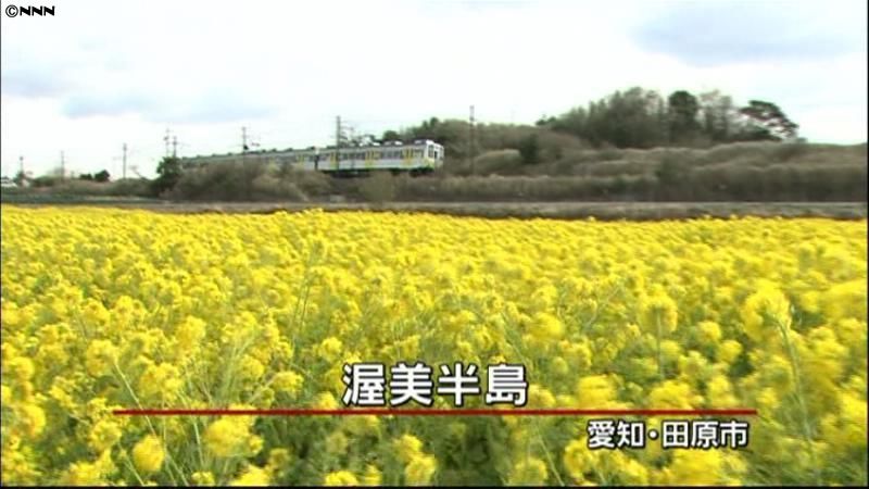 菜の花１２００万本が見頃　愛知・田原市