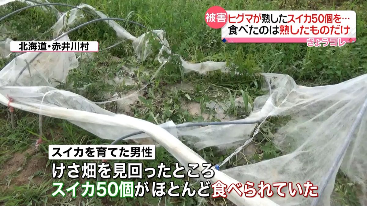 ヒグマがスイカ５０個食い荒らす　北海道