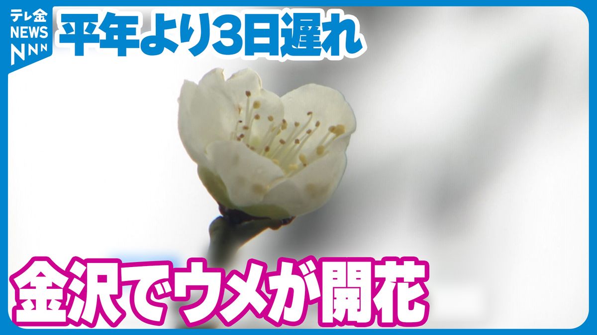 金沢でウメ開花　平年より3日遅れ　去年は開花発表なし