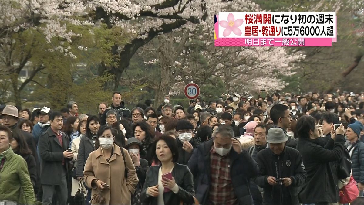 桜満開　皇居・乾通りの一般公開はあすまで