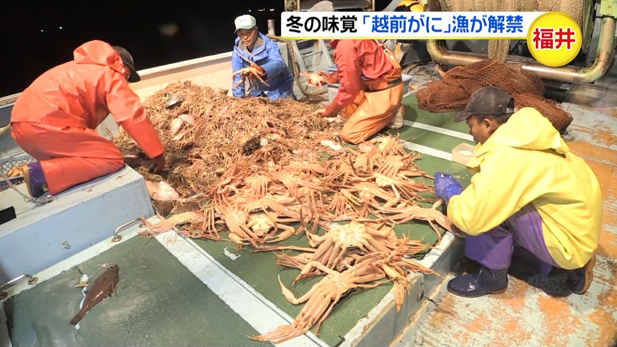 日本海の冬の味覚「越前がに」漁解禁　福井