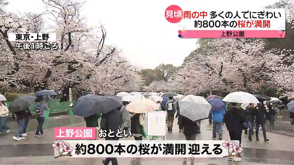 東京・上野公園、約800本の桜満開　家族連れや外国人観光客でにぎわう