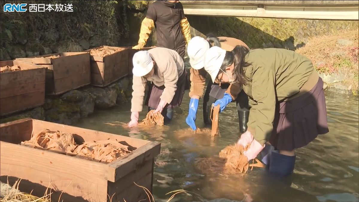 和紙の原料ミツマタの「川ざらし」　小学生が挑戦　津山市