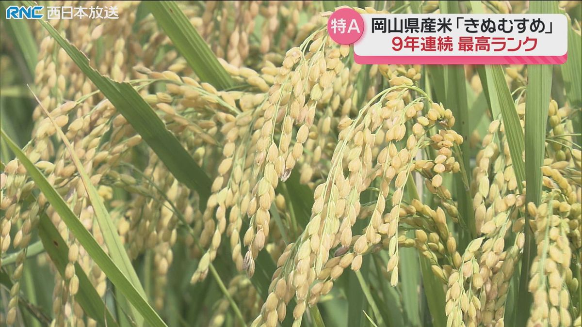 岡山県産の米「きぬむすめ」食味ランキング9年連続「特A」獲得