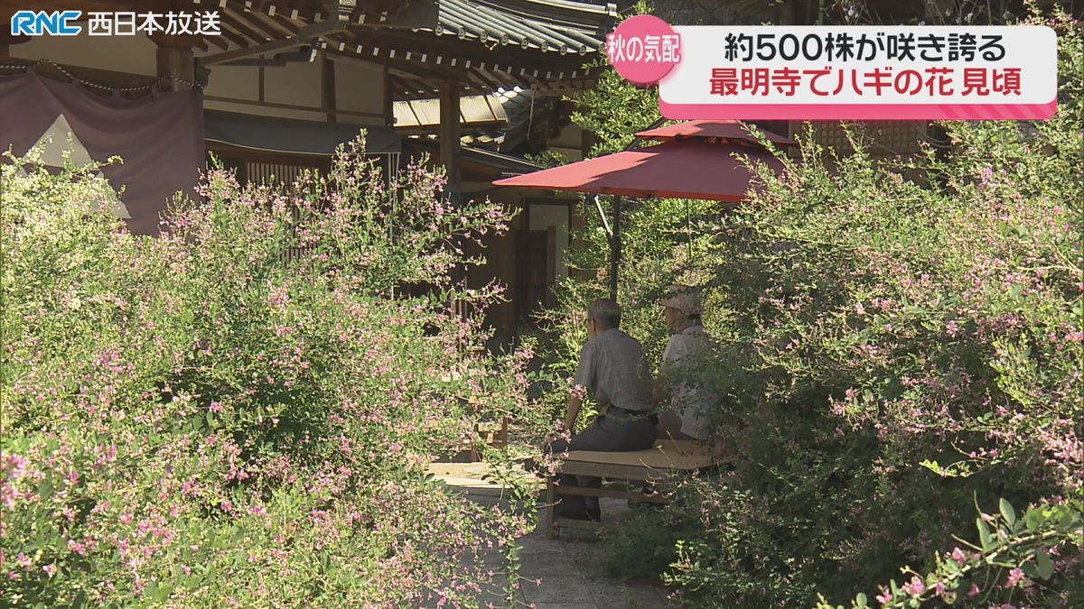 ハギの花　見ごろ　最明寺（高松市塩江町）