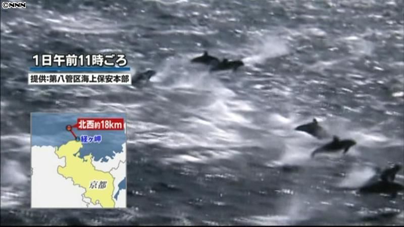 京都沖の日本海にイルカの大群　圧巻映像
