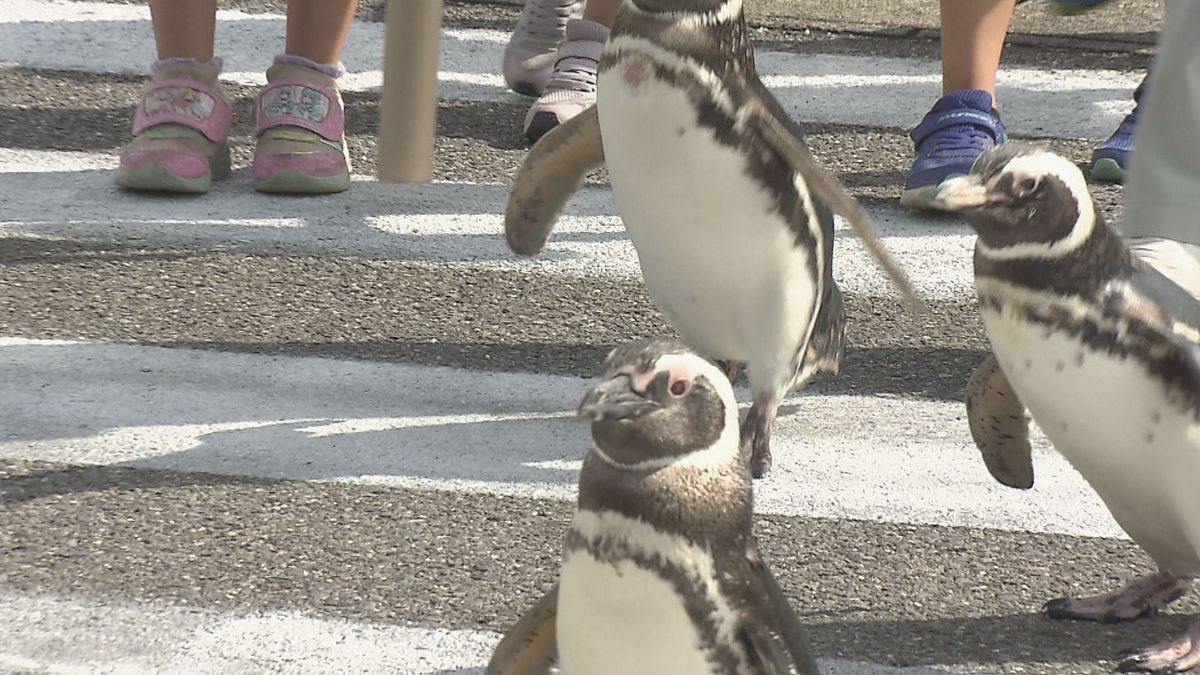 ペンギンも交通安全呼びかけ　「おおいた夏の事故ゼロ運動」うみたまごで開始式　