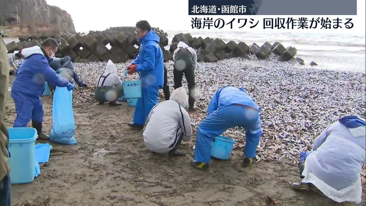 海岸に大量のイワシ打ち上げ、回収作業が始まる　北海道・函館市
