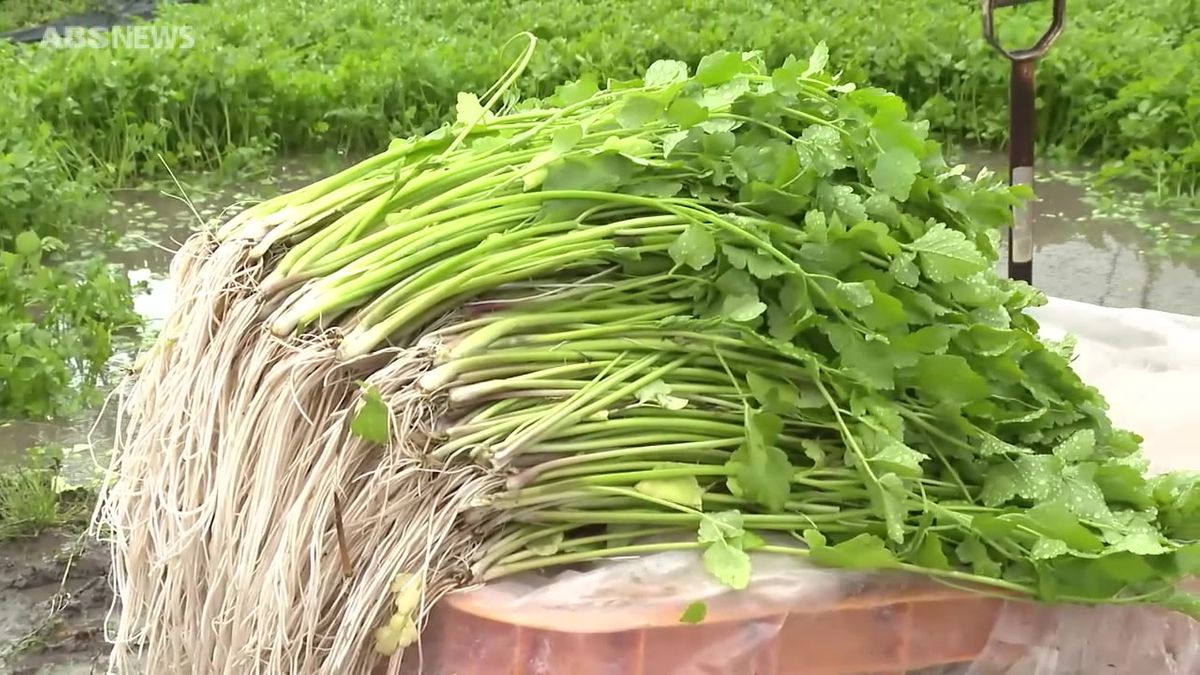 きりたんぽ鍋に欠かせない冬の味覚　湯沢市特産のセリの収穫最盛期