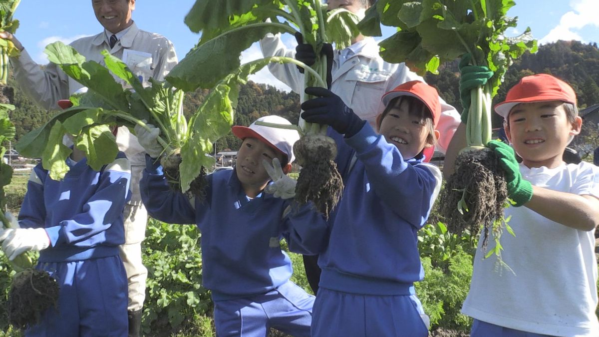 風味良く煮崩れしにくい 若狭町で「山内かぶら」を児童が収穫 100年の伝統と栽培の苦労を実感