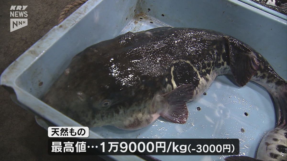 天然の最高値はキロ1万9000円！養殖は入荷無し…フグの初競り・下関市南風泊市場