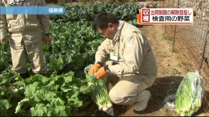 出荷制限解除目指し野菜収穫　福島・楢葉町