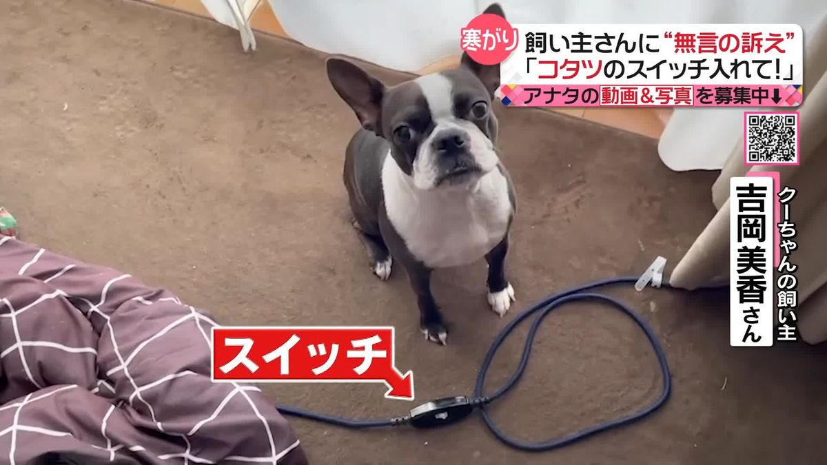 コタツ犬 飼い主さんに“無言の訴え”