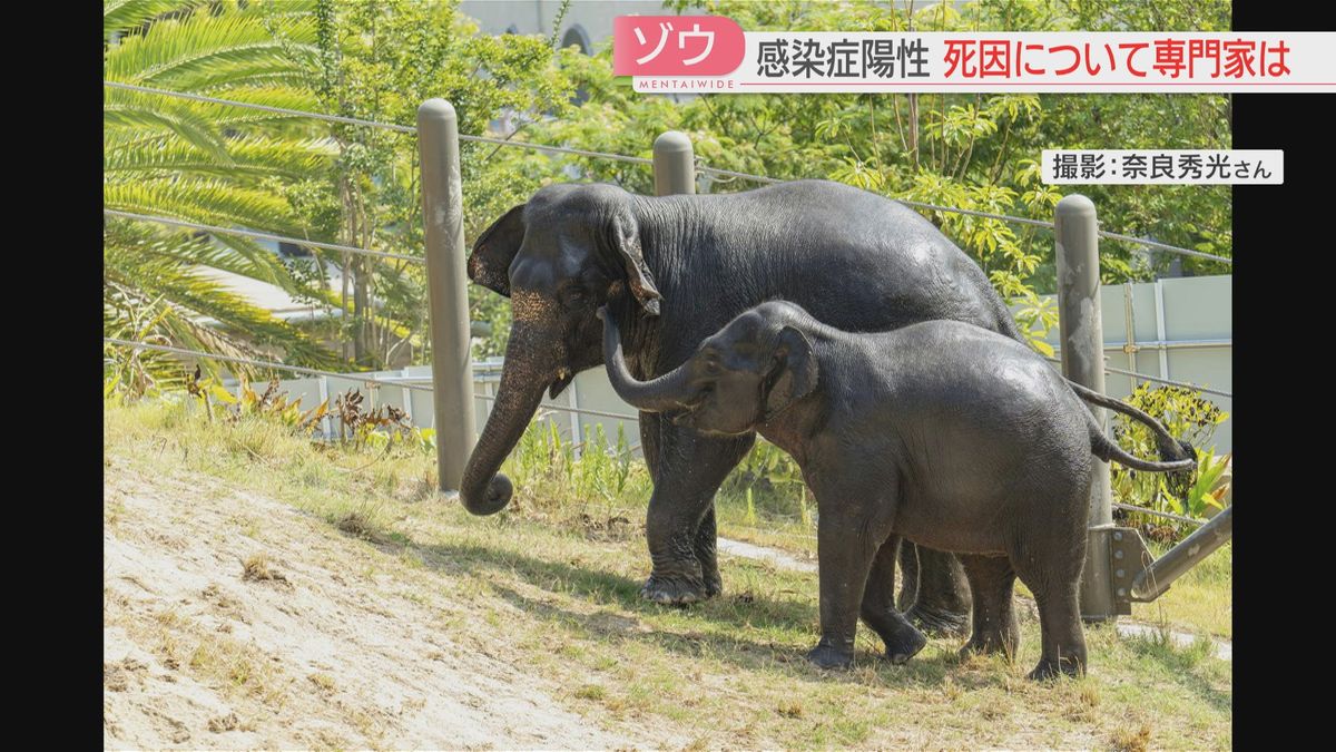 面倒見がよかった12歳のゾウ