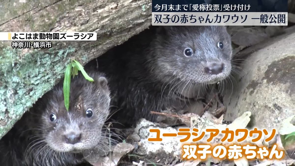 双子の赤ちゃんカワウソ　一般公開　今月末まで「愛称投票」も　横浜市