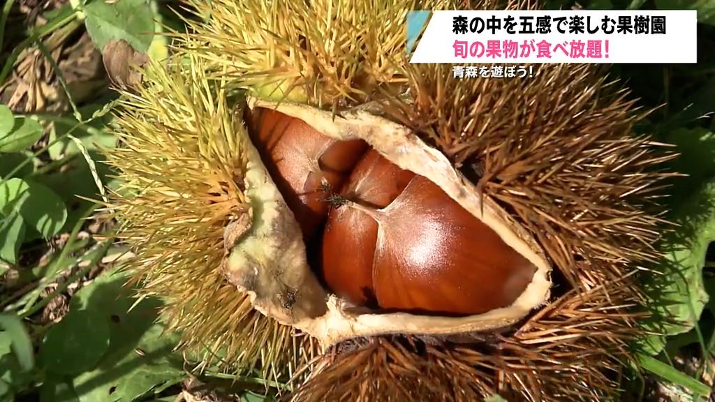 【特集】青森を遊ぼう！旬のくだものが食べ放題　五感で楽しむ果樹園　青森県弘前市