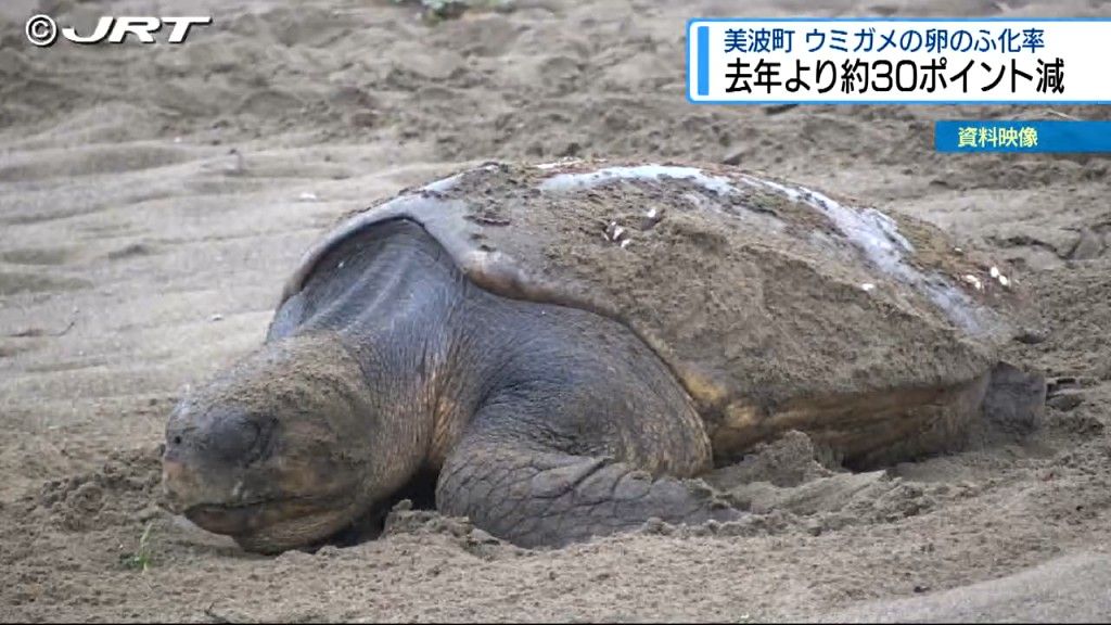 2024年美波町でウミガメが約1200個の産卵 ふ化率は約34％と2023年を下回る【徳島】