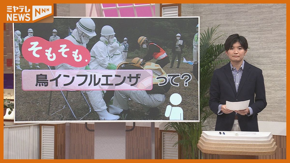 【そもそも.】『鳥インフルエンザ』とは…ヒトにうつるの？卵などの価格はどうなるの？