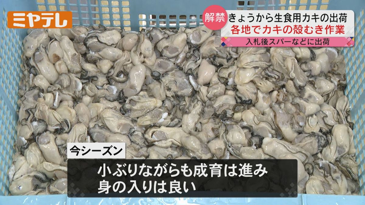 【生食カキ解禁】海水温↑で1か月遅れも「身入り良し！」去年より高値