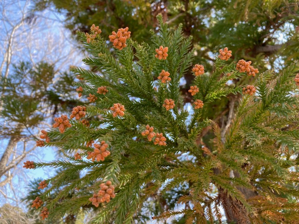 スギ花粉は各地でピーク突入　一部地域ではヒノキ花粉の飛散も始まる