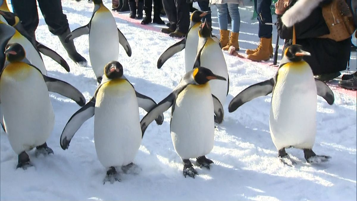 旭山動物園で「ペンギンの散歩」始まる